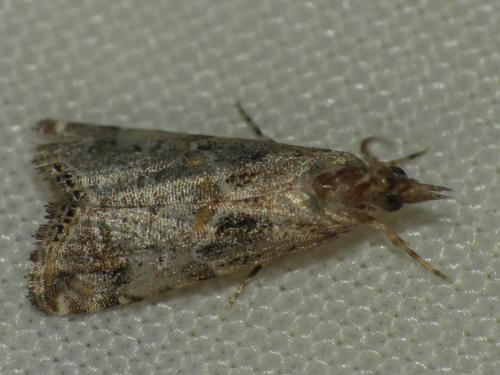 Euchromius cambridgei